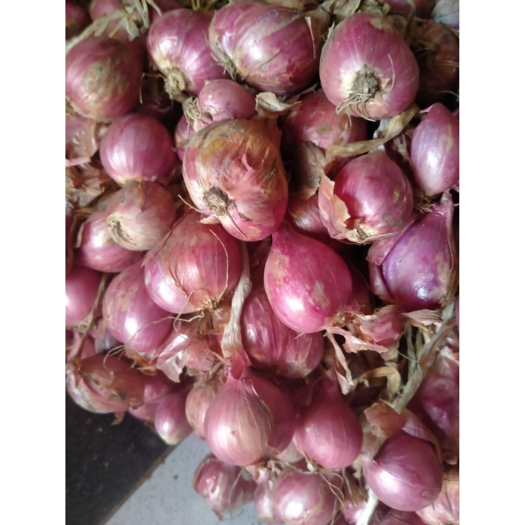 

bawang merah super