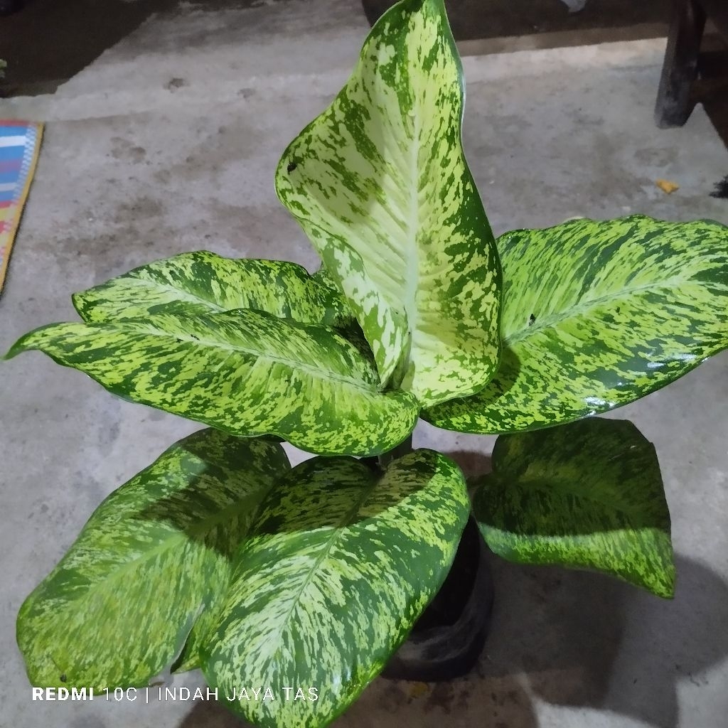 tanaman diven ayu superr menorr