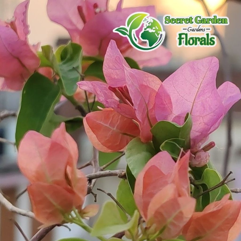 Tanaman Hias Bibit Bunga Bougenvillea Bunga Pink Bibit Bougenvillea Bunga Hias