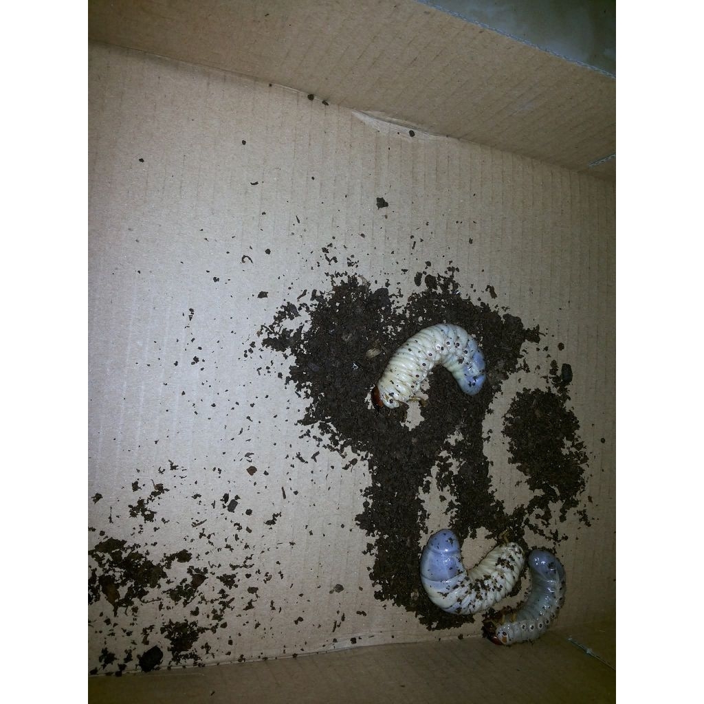 Larva kumbang tanduk