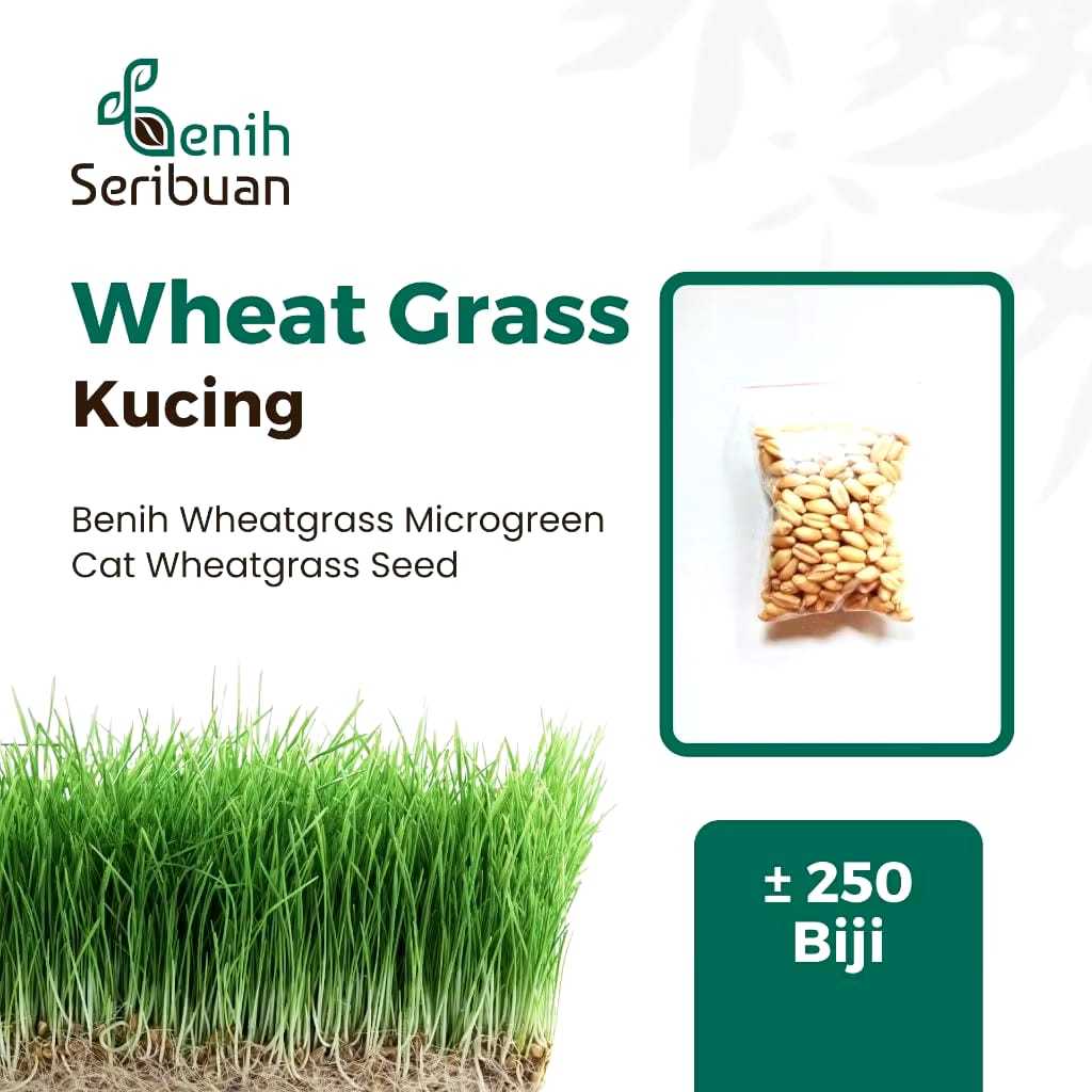 Benih Wheatgrass Rumput Kucing