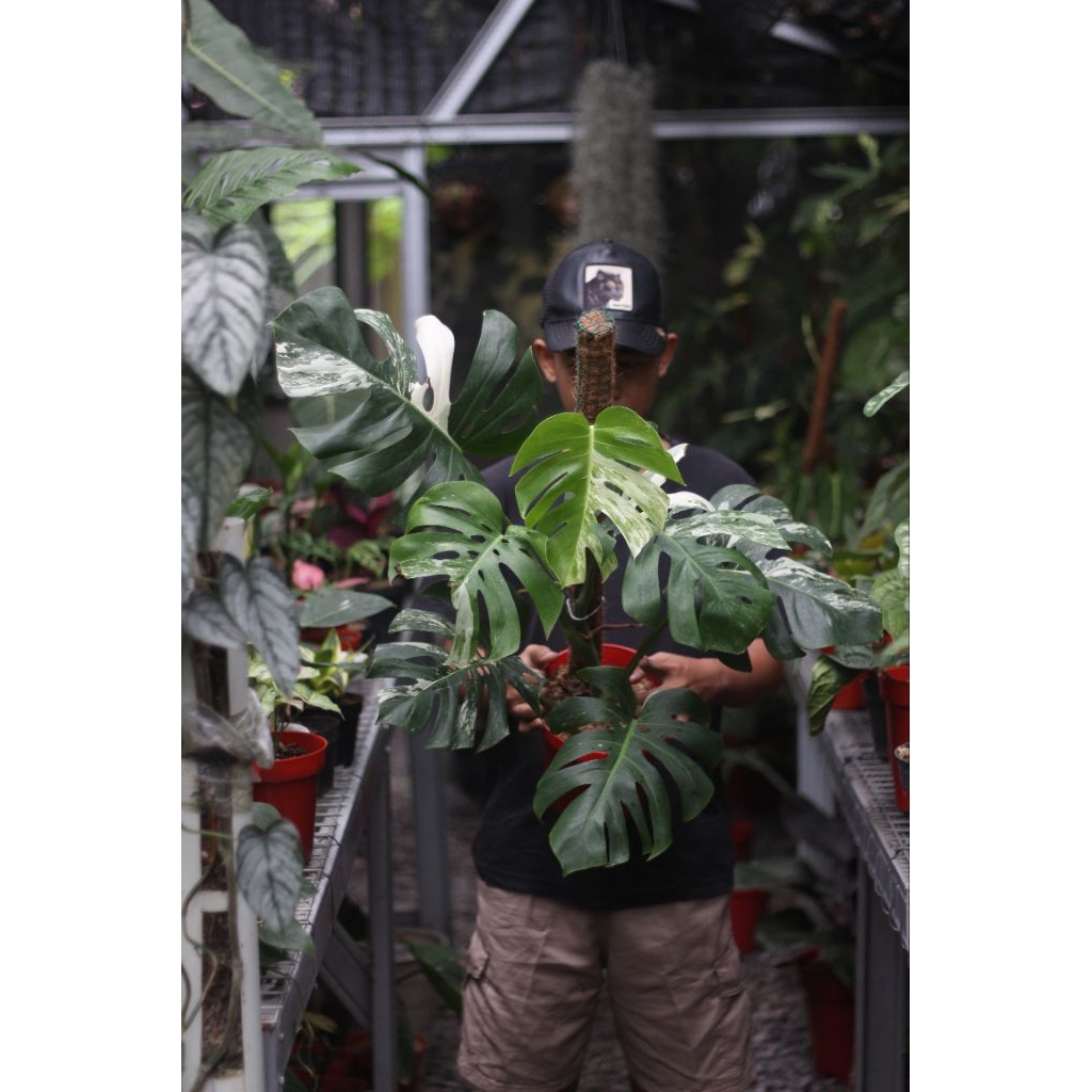 Monstera Variegata White Tiger + Monstera Acuminata Variegata