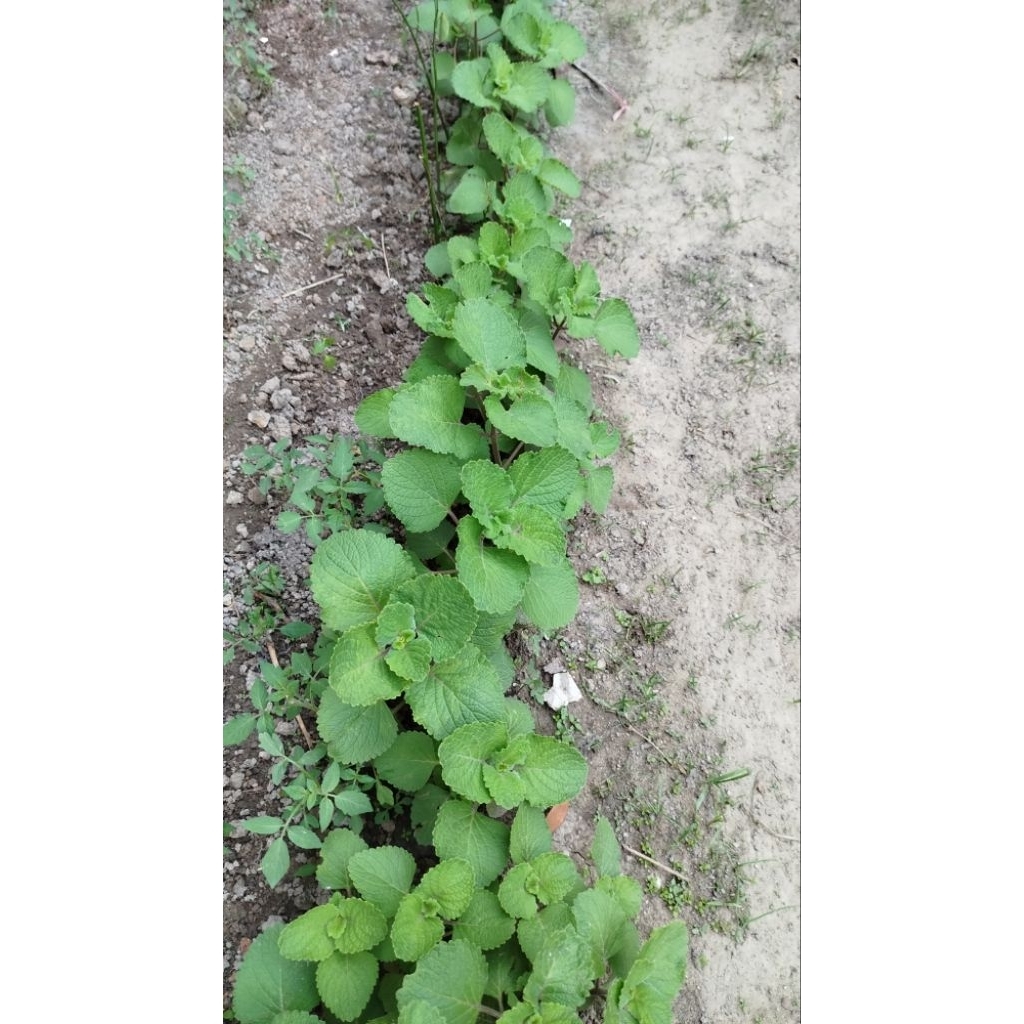 Bibit tanaman bangun bangun memperbanyak ASI dan sayur orang medan.