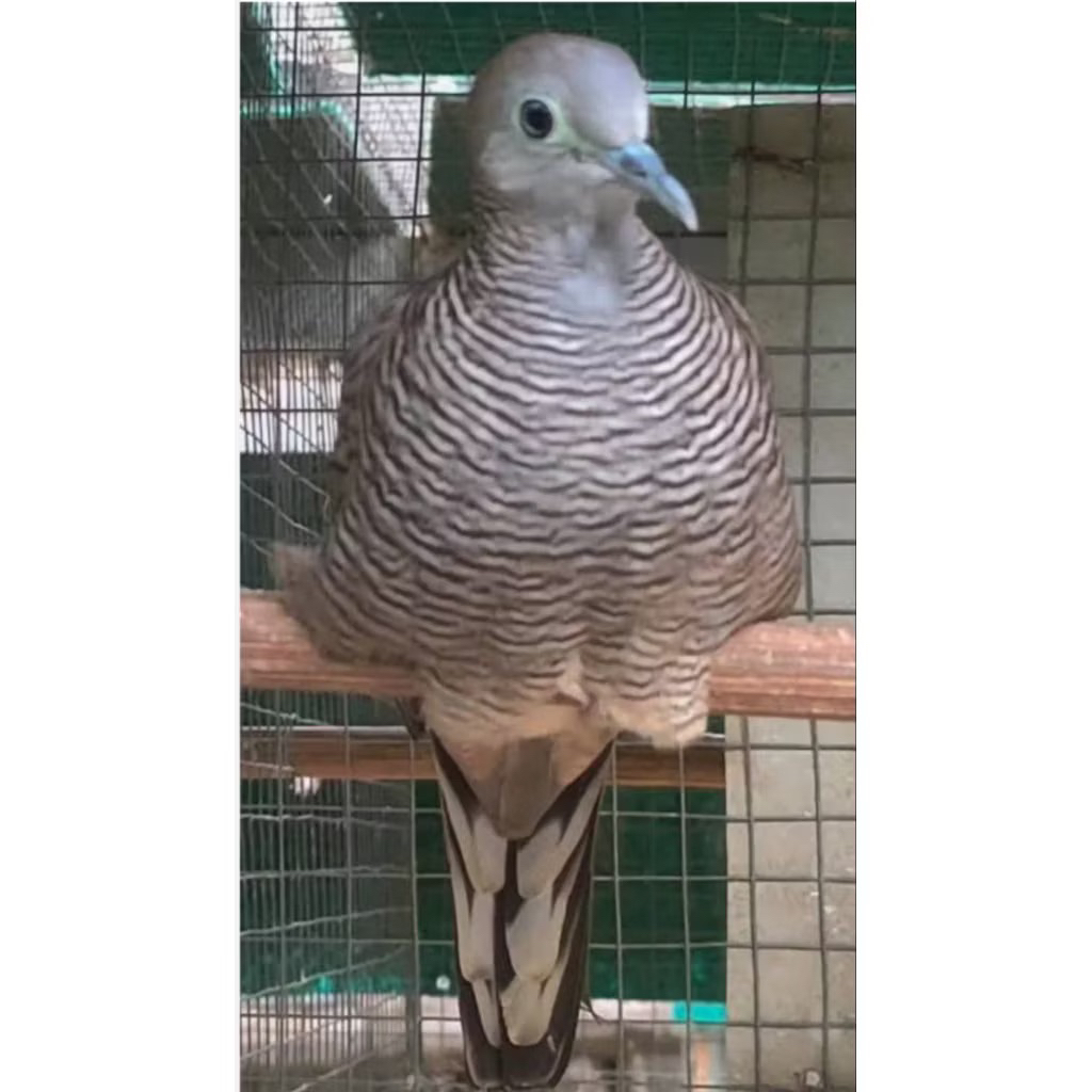 perkutut Majapahit pilihan super