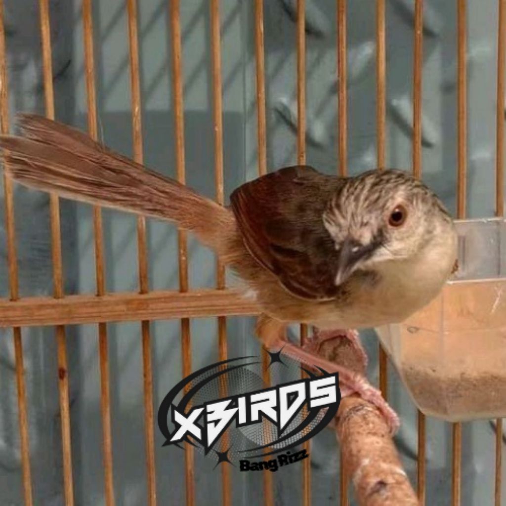 Cigun Jantan / Ciblek Gunung Gacor