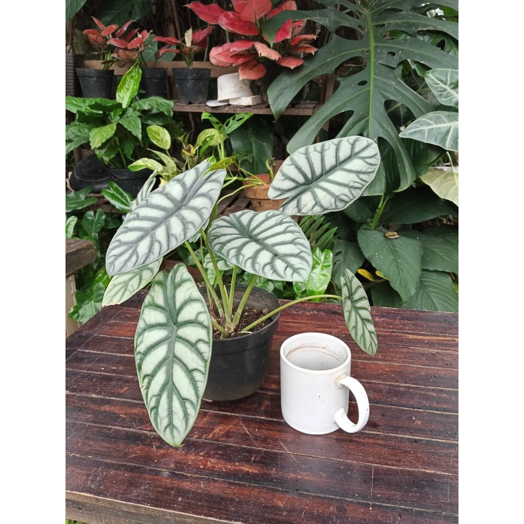 Keladi Tengkorak Silver/Alocasia Dragon Silver