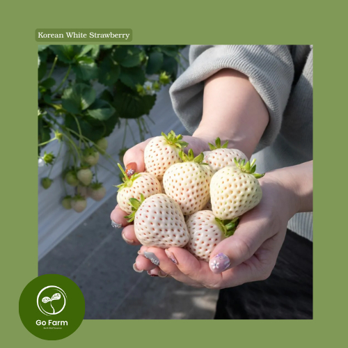 Benih Bibit Korean White Strawberry/Stroberi Putih Korea 25 biji