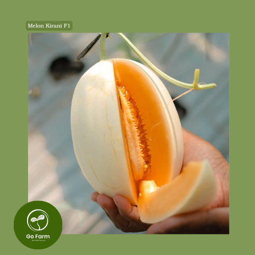 Benih Bibit Melon Eksklusif KIRANI F1 10 biji