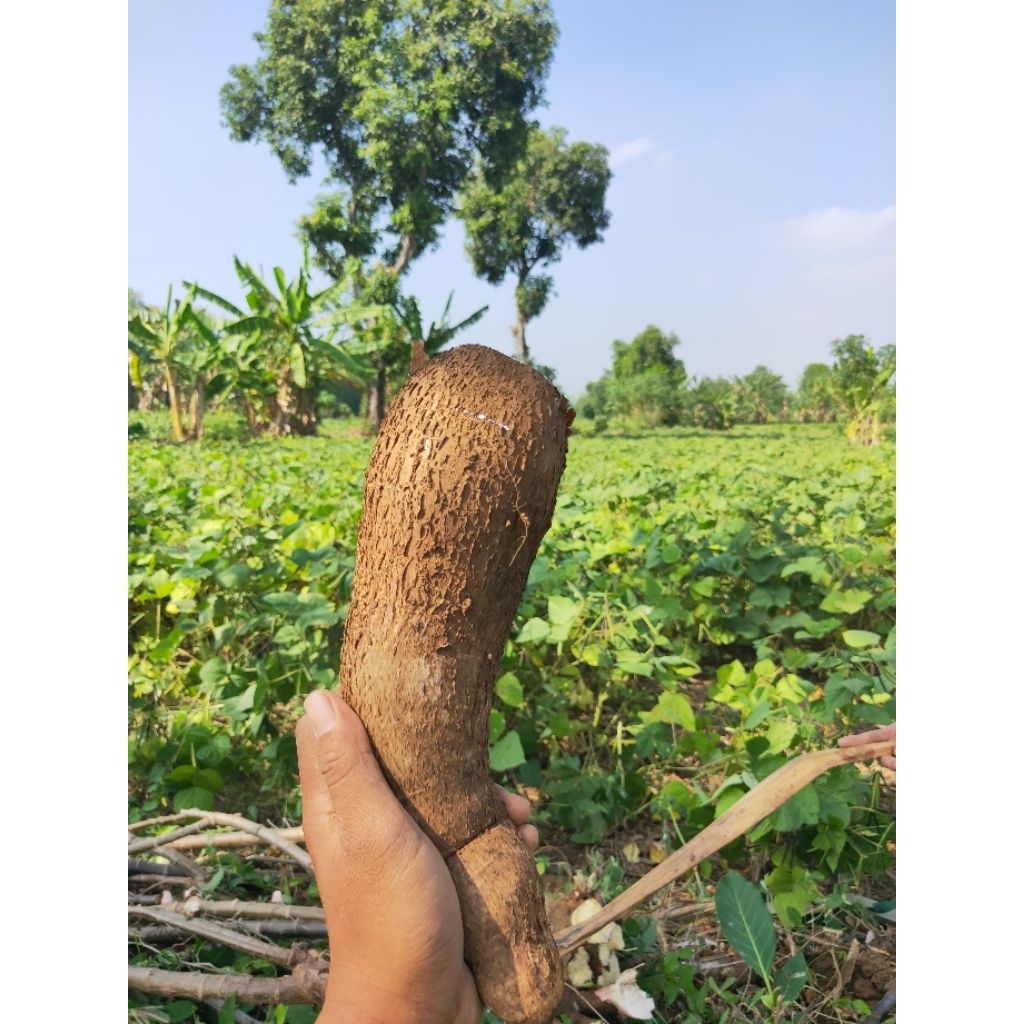 

Singkong Mentah | Singkong langsung dari petani