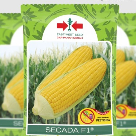 

PROMO TERMURAH !!! SECADA 88 F1 1750 Butir Benih Jagung Manis Cap Panah Merah