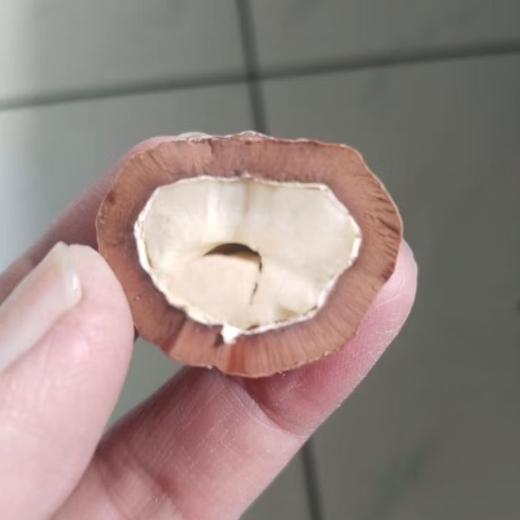 Kemiri Adu Muncang Adu Yanti Rajabatok Ori Grade A Tua Jatuhan