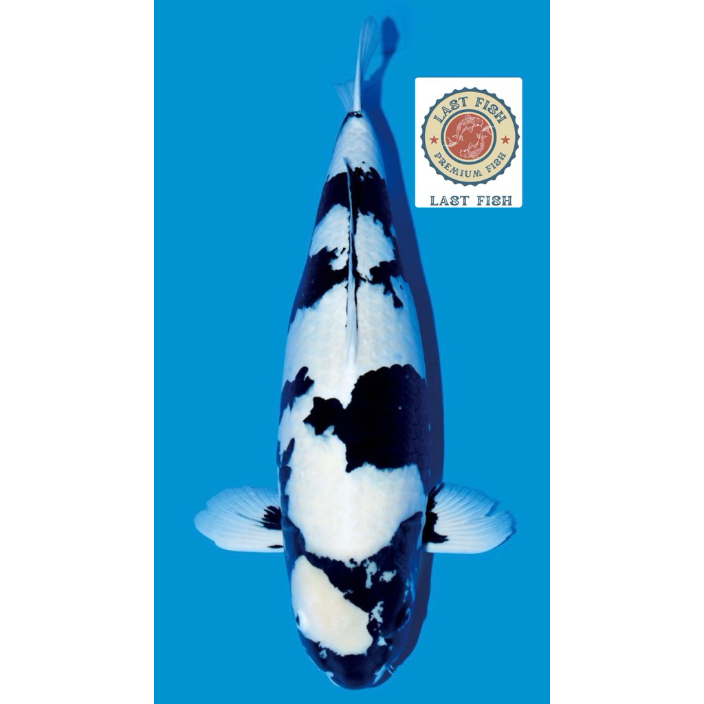 Ready Koi Shiro Antikan Size 20-25Cm Super Berquality / Blitar Grade A