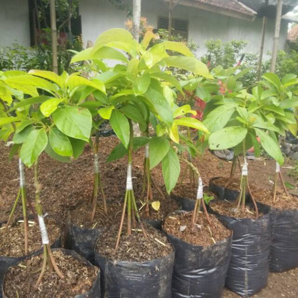 (Kaki 3). Bibit Alpukat Mentega Super Jumbo Asli. tanaman Okulasi cepat berbuah lebat...