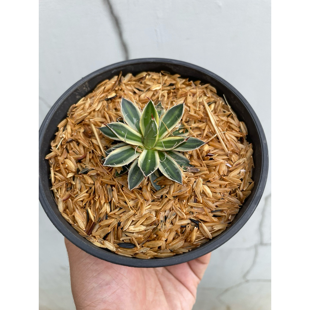 Agave filifera variegata