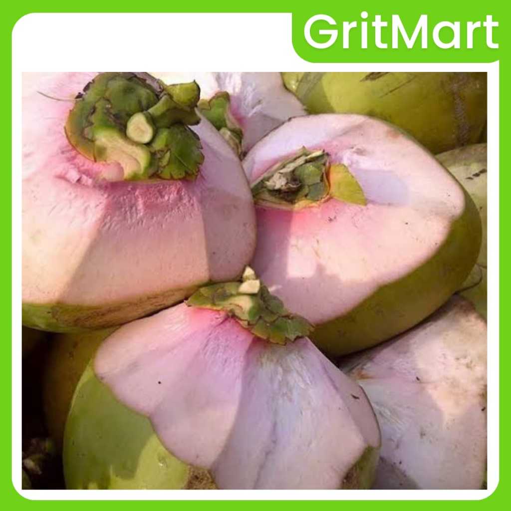 Kelapa Ijo Asli 100% Obat Herbal Khusus Instan Produk Original