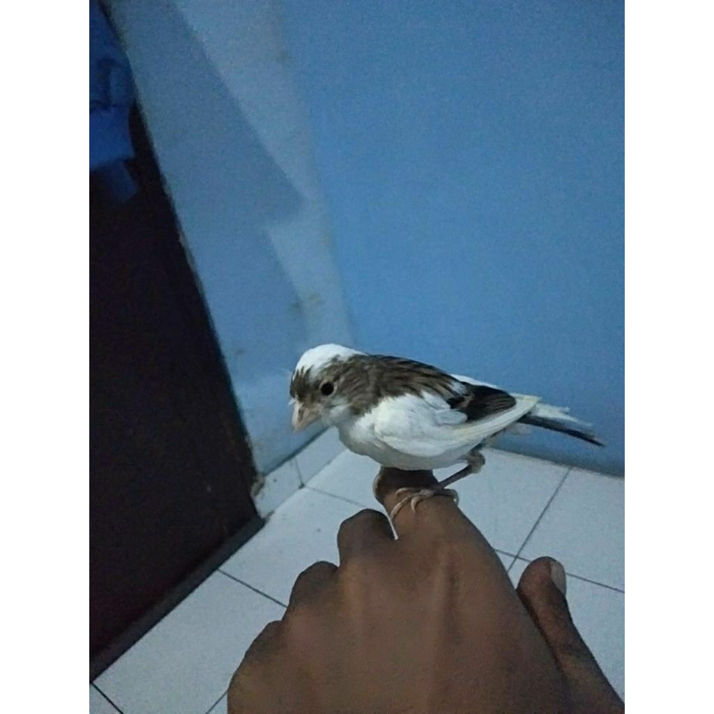 lolohan kenari usia paud kenari panda putih merlok