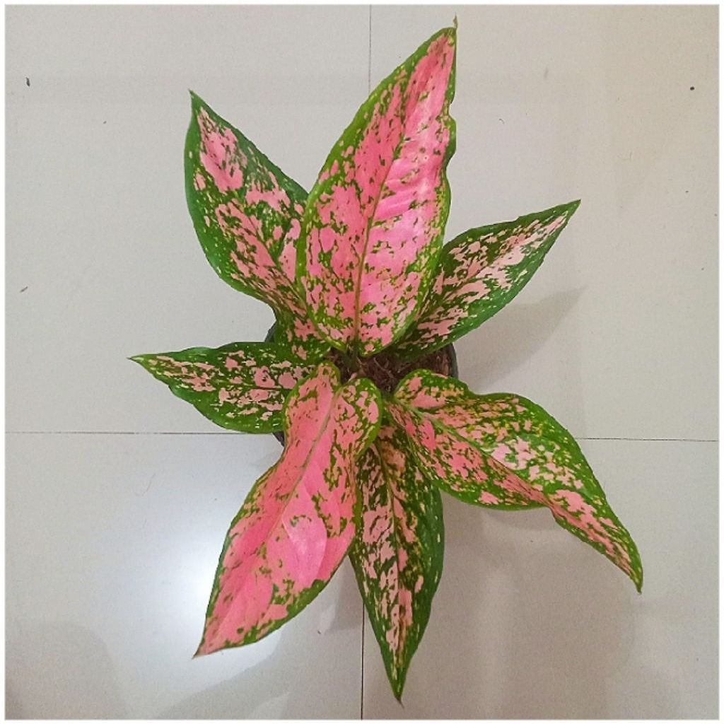 Tanaman Bunga Aglonema Ruby Pink Cristine