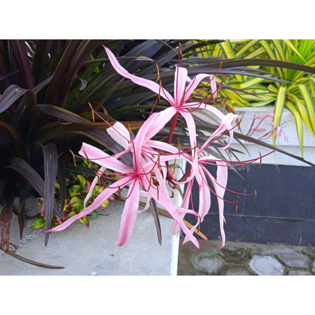 PROMO TANAMAN LILI HITAM AMARILIS HITAM AMARYLI MERAH LILI UNGU