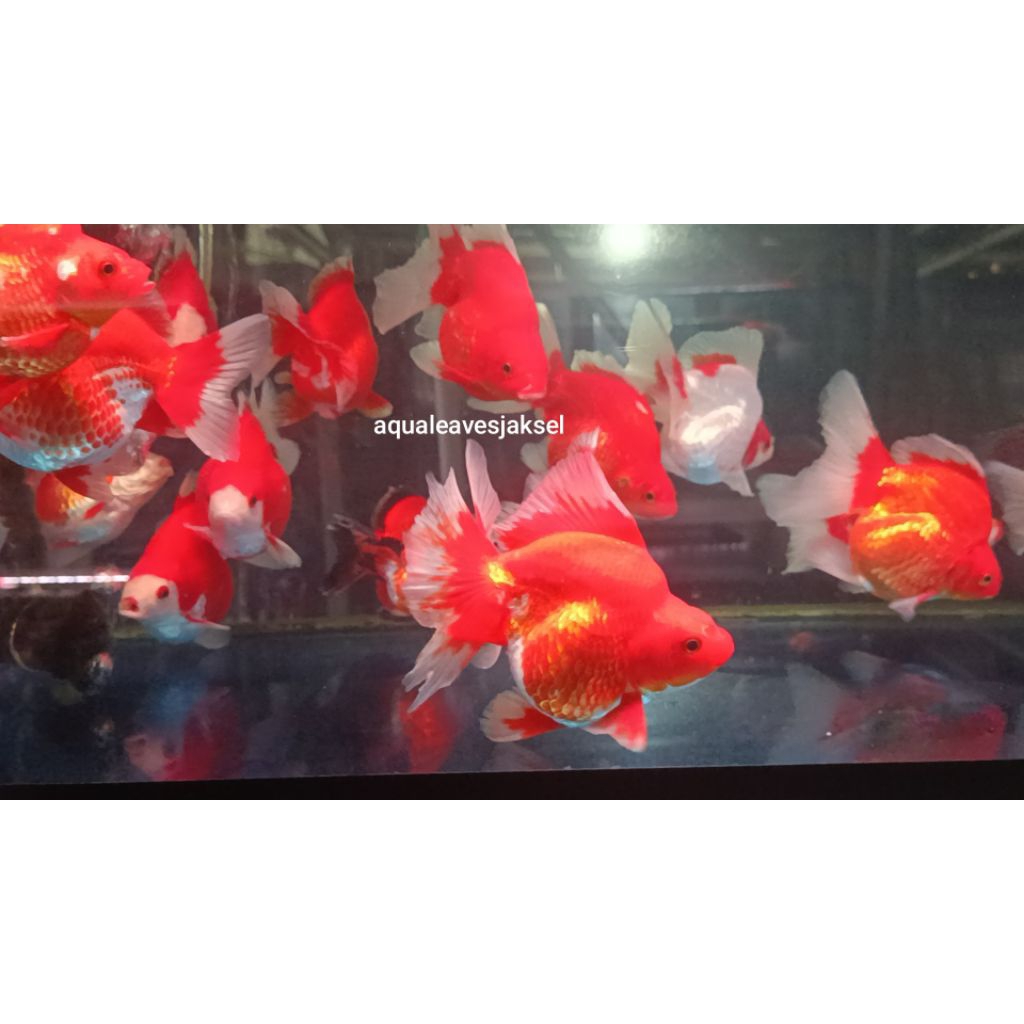 ikan koki ryukin red white top quality