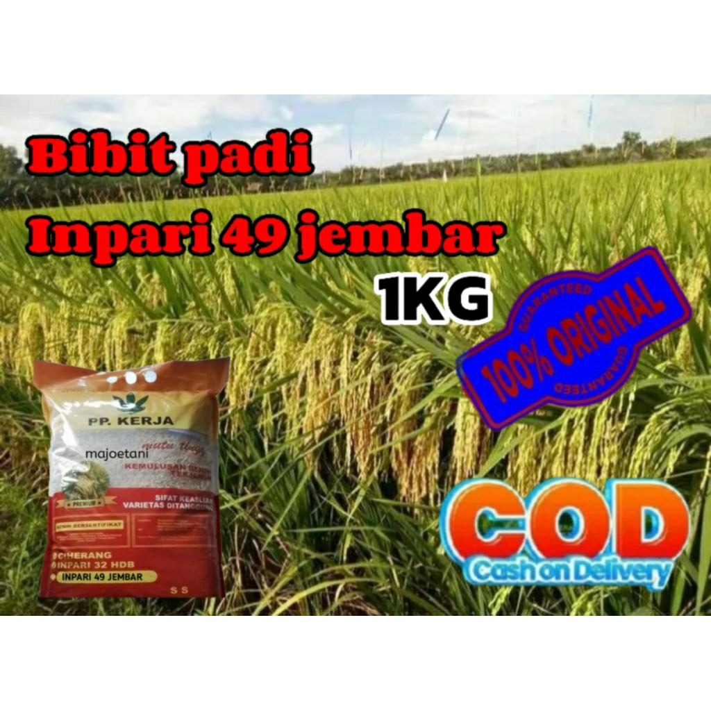 BENIH PADI INFARI 49 JEMBAR