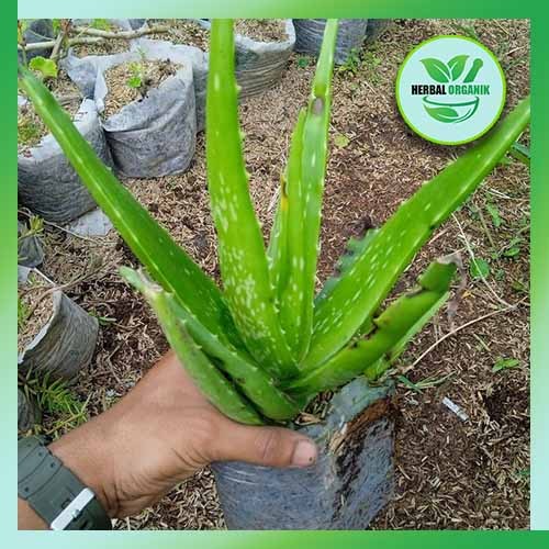 Bibit Tanaman Pohon Lidah buaya Aloevera herbal organik