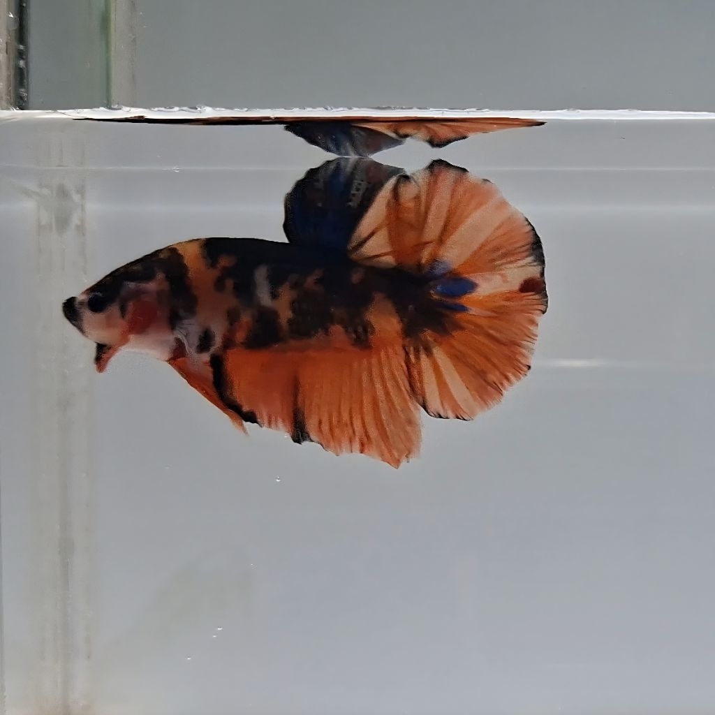 Betta Fish Giant Orange Base Body Only 6cm