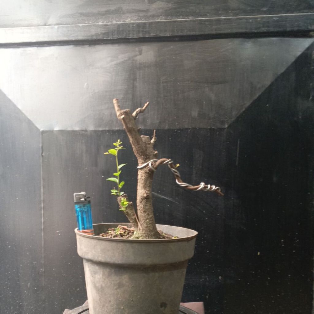 BAHAN BONSAI MUSTAM SMALL