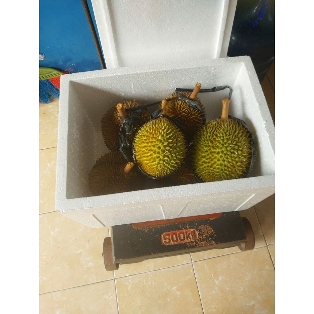 

Durian lokal dan premium purworejo