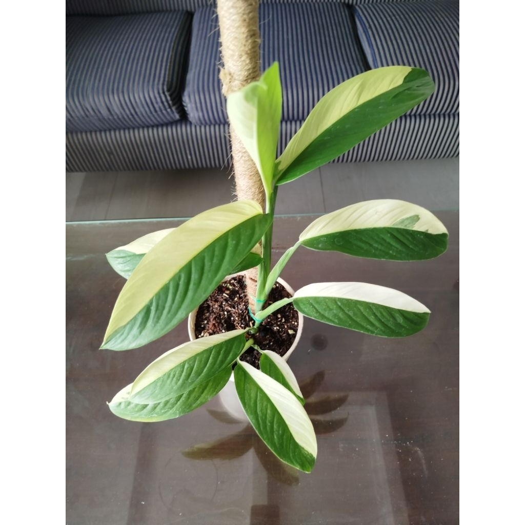 Scindapsus Longistipitatus Variegata