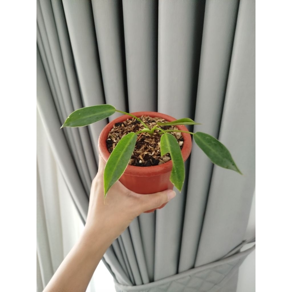 Philodendron Spiritus Sancti