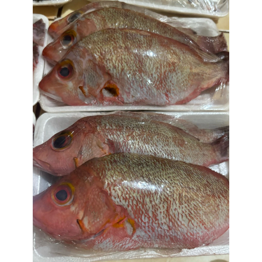 IKAN KAKAP MERAH BERSIH TANPA SISIK DAN INSANG IKAN BERSIH IKAN BEKU IKAN KAKAP