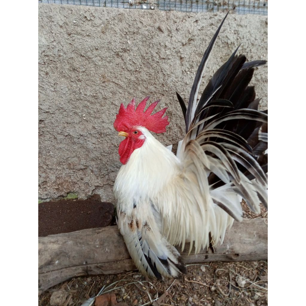 ayam Kate chabo, blacktail ceper jantan dewasa