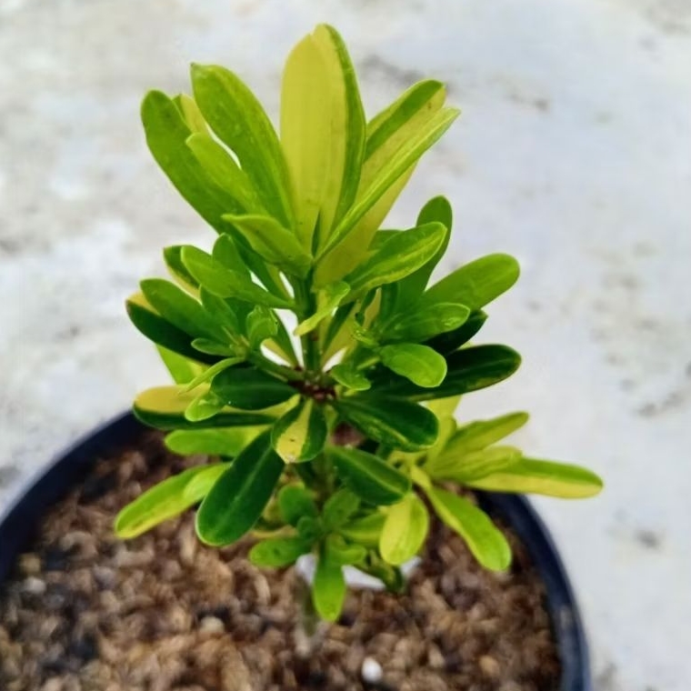 Tanaman Lohansung Varigata Real