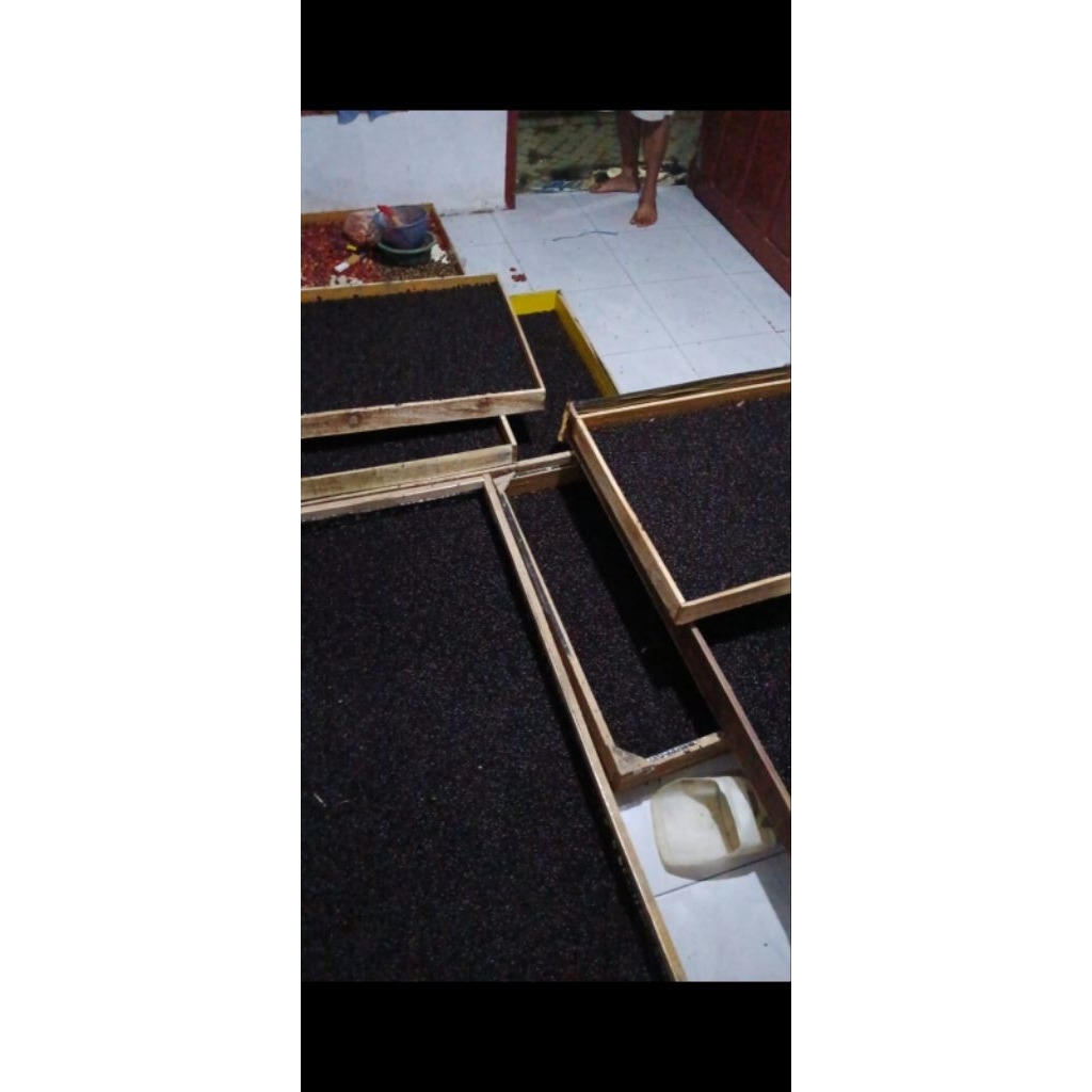 induk ulat kandang (kepik kandang) gelasan.