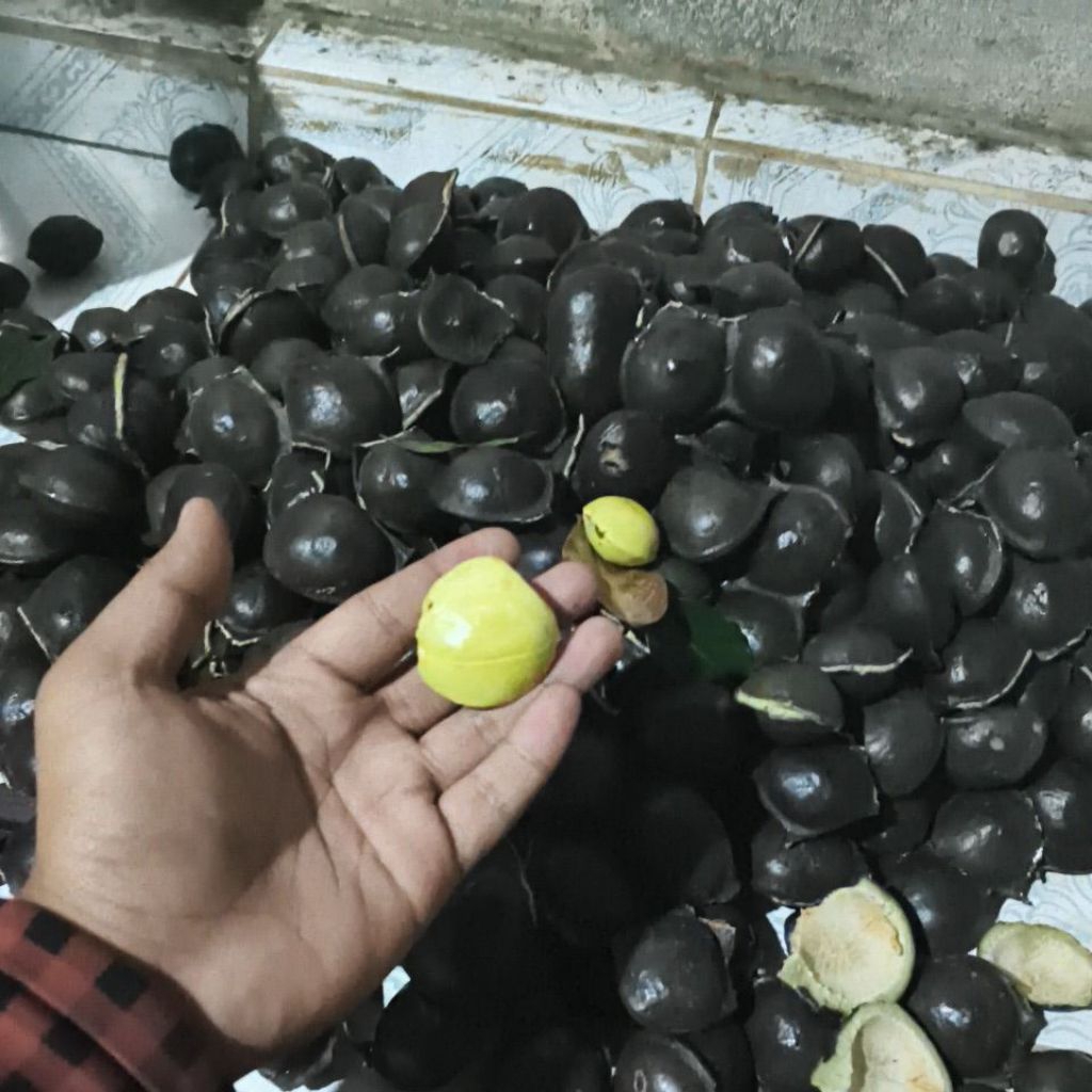 

jengkol tua (sudah kupas) 1kg