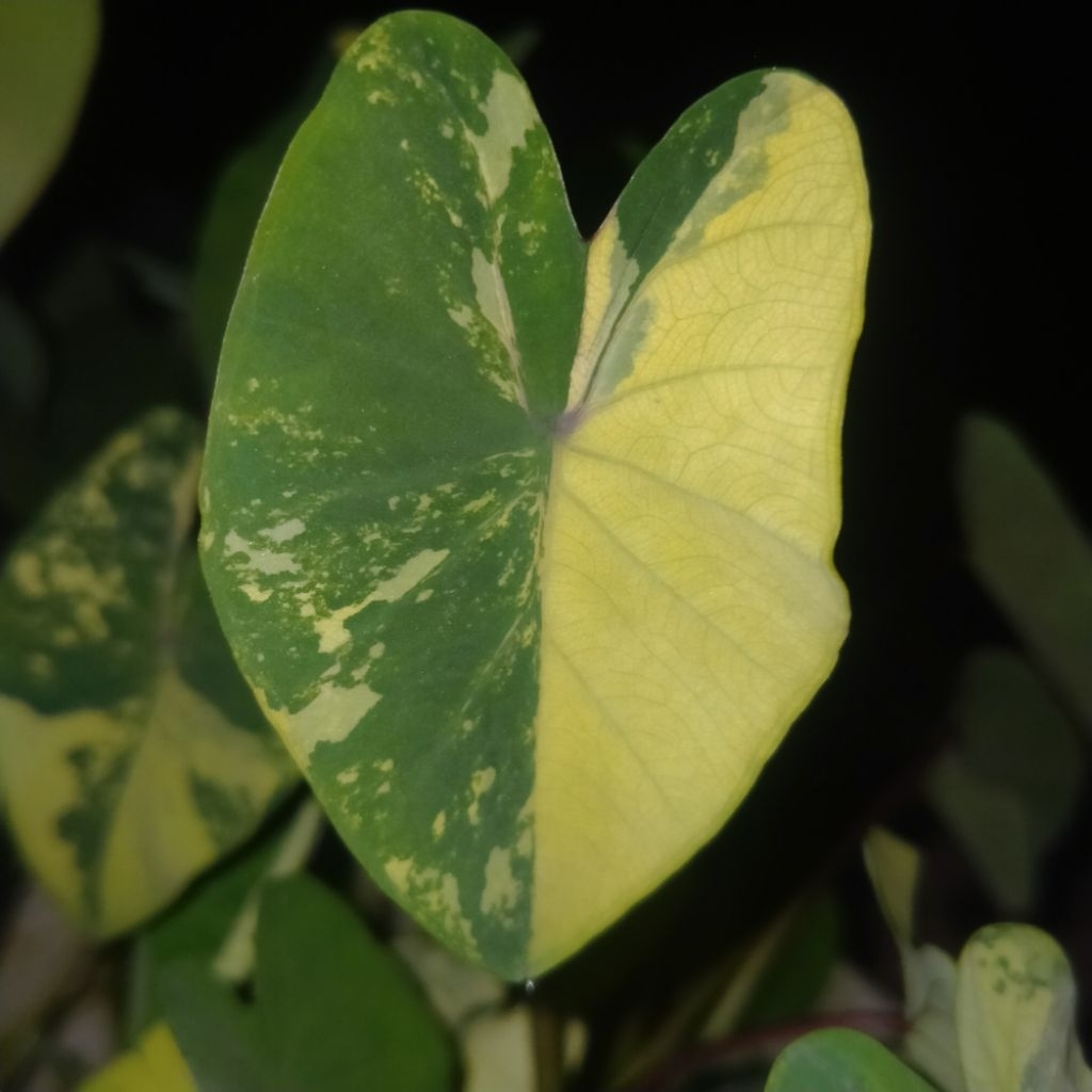 colocasia varigata