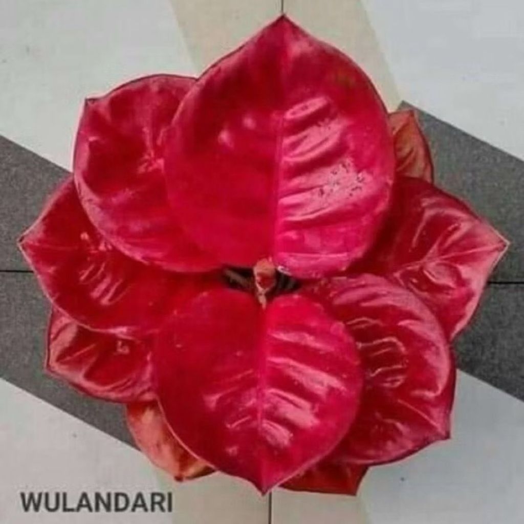 Aglonema Wulandari,Tanaman Hias Aglonema Wulandari anakan