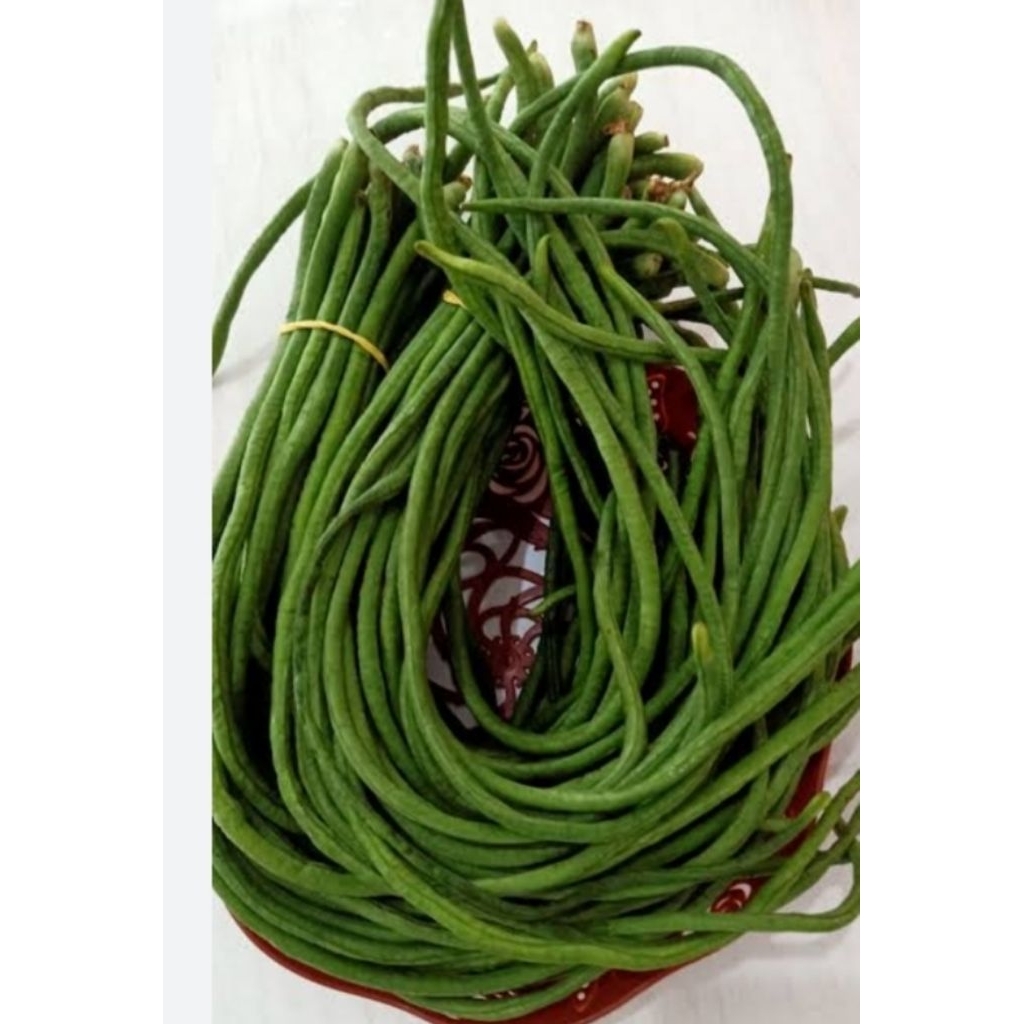

GROSIR 50 BENIH BIJI KACANG PANJANG SAYUR