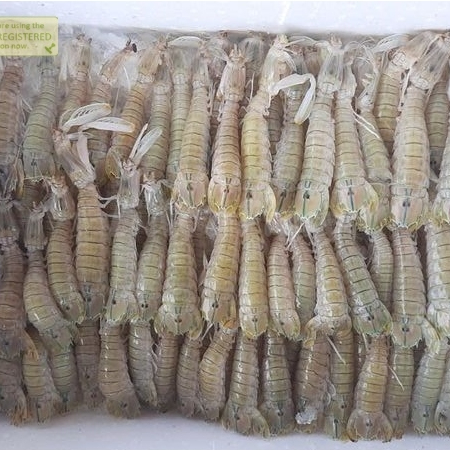 Udang Ronggeng 1Kg Udang Ronggeng Segar Udang Cakrek Udang Mantis Shrimp