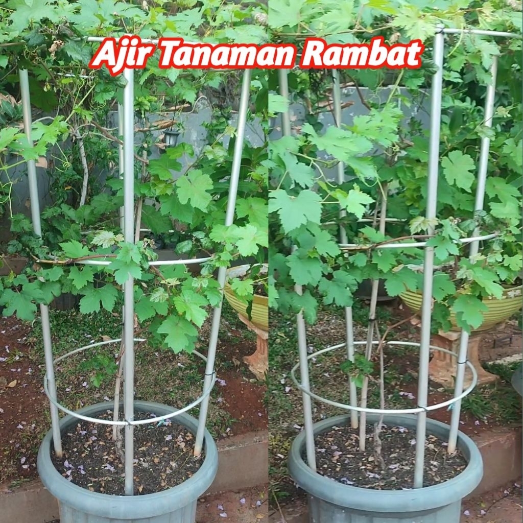 Pipa Rambat - Ajir tabulampot - Ajir Tiang Anggur