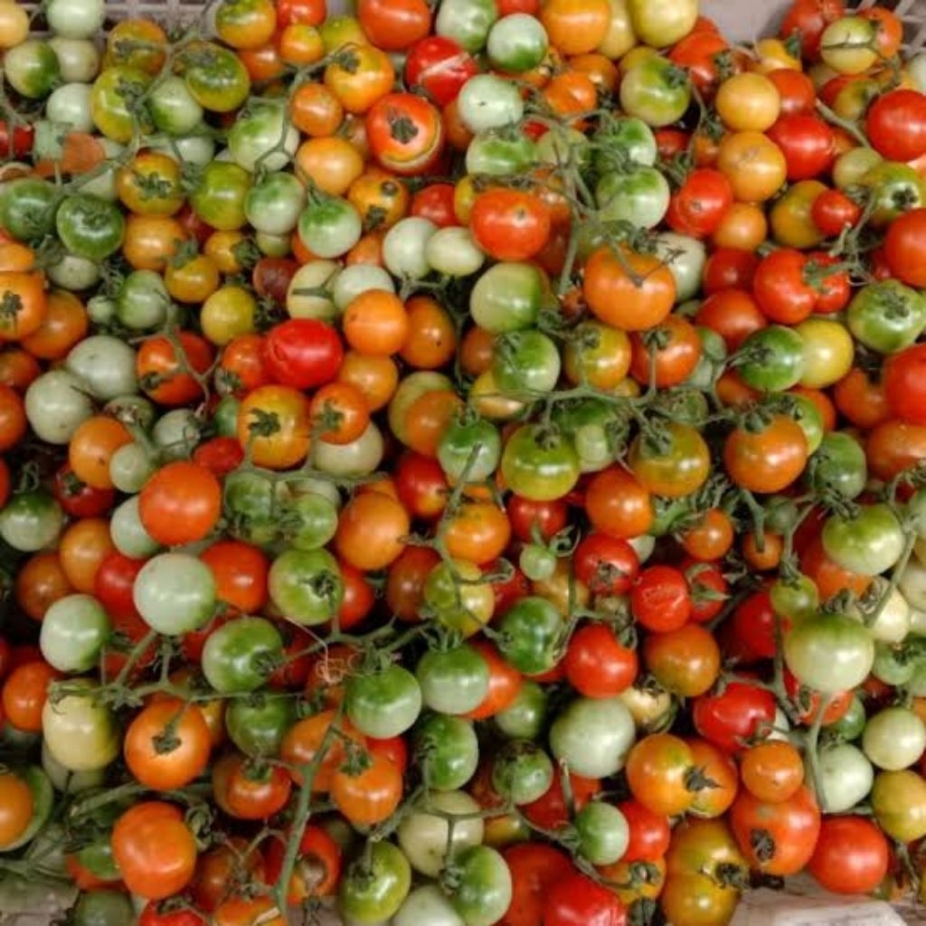 tomat rampai khas Lampung 100 gram