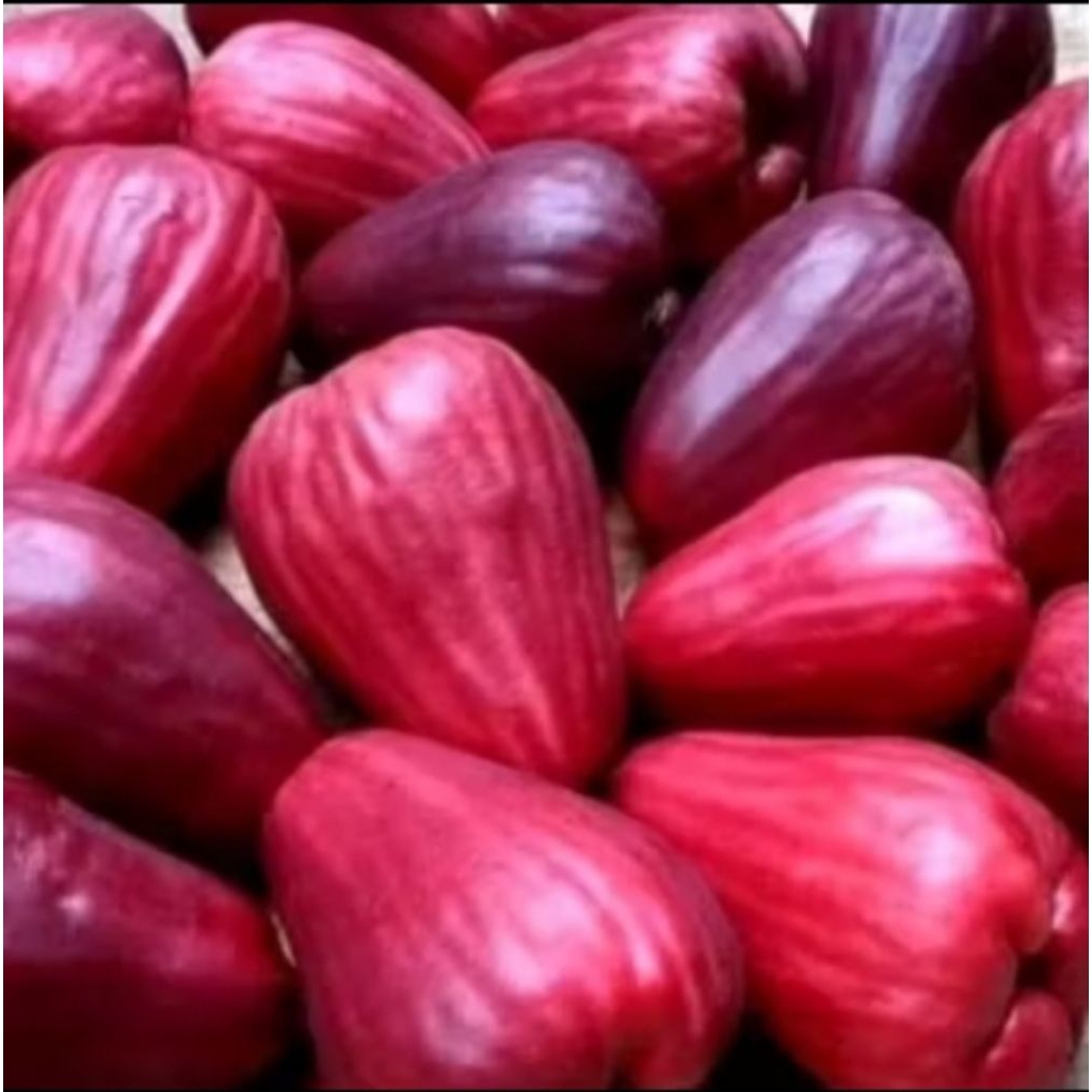 

Buah Jambu Jamaika Bol – Besar, Segar, & Berkualitas