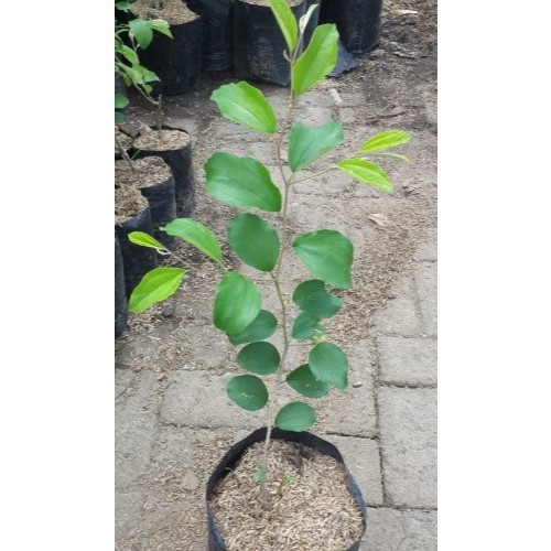 Tanaman Bibit Buah Apel India | Ziziphus Mauritiana | Bidara Apel India | Putsa | Buah PutsaI Bidara