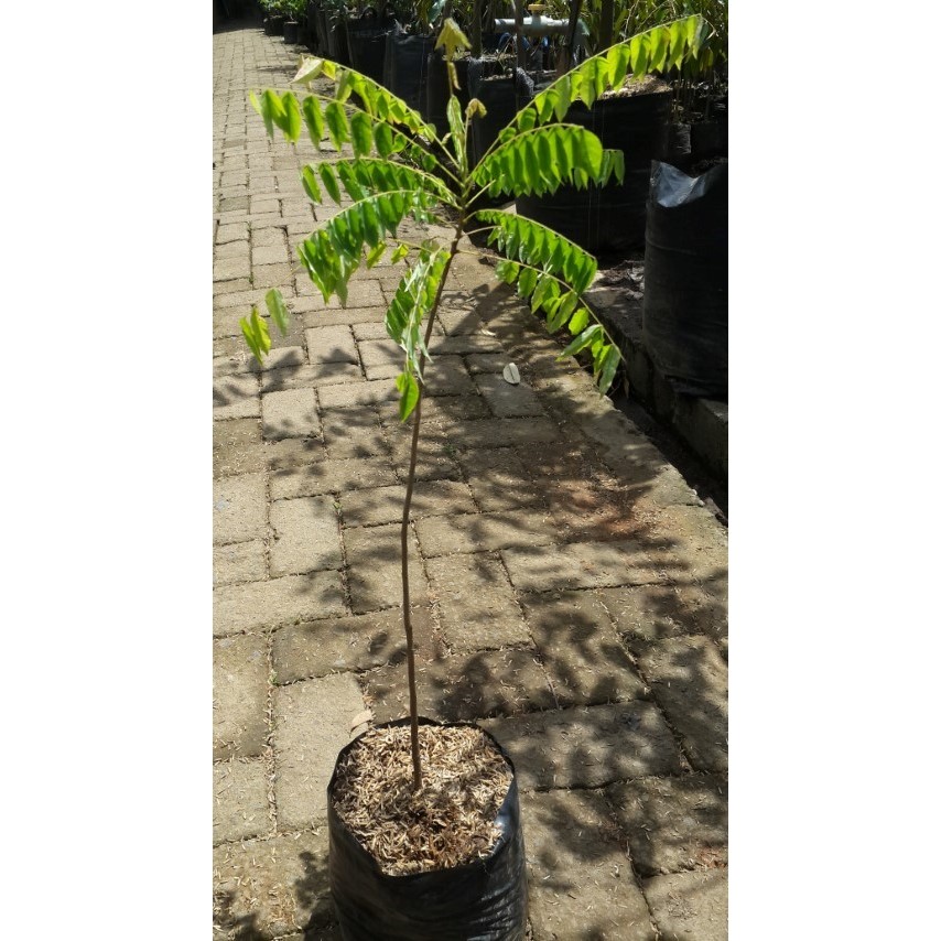 Tanaman buah Blimbing Wuluh - bibit buah belimbing wuluh - belimbing wulut - bibit buah