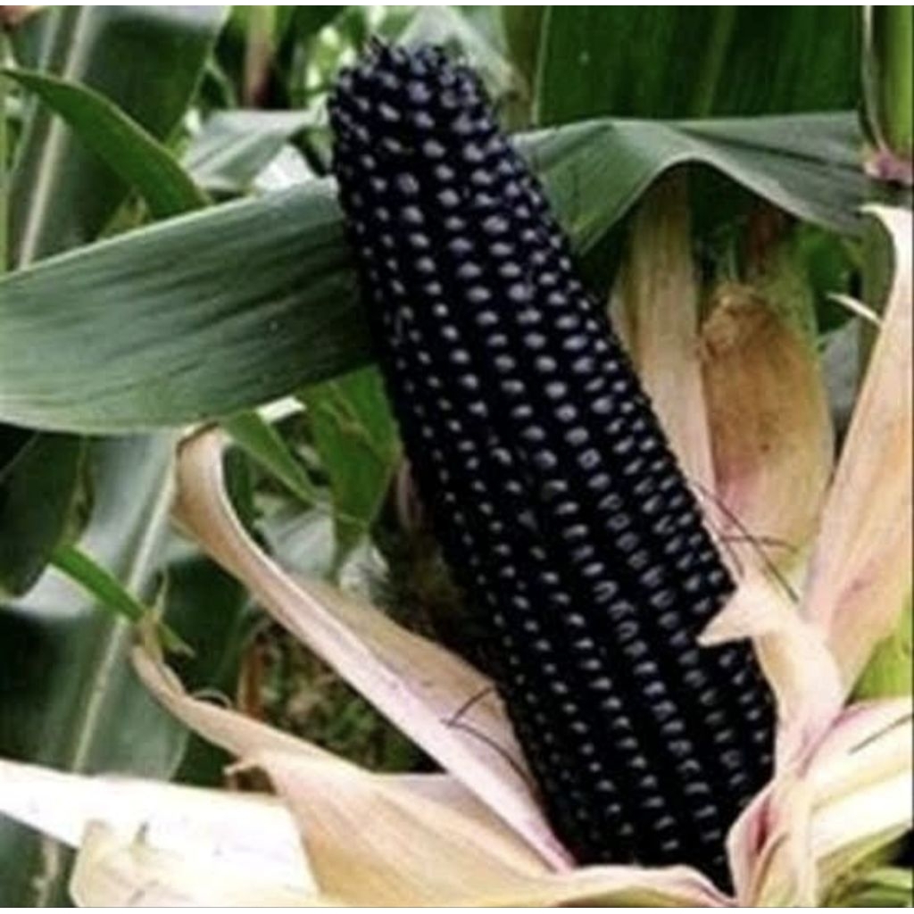 Ready  100 Benih Jagung Ketang Hitam Pulut F1