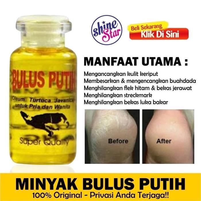 MINYAK BULUS ORIGINAL / MINYAK BULUS PUTIH ORIGINAL