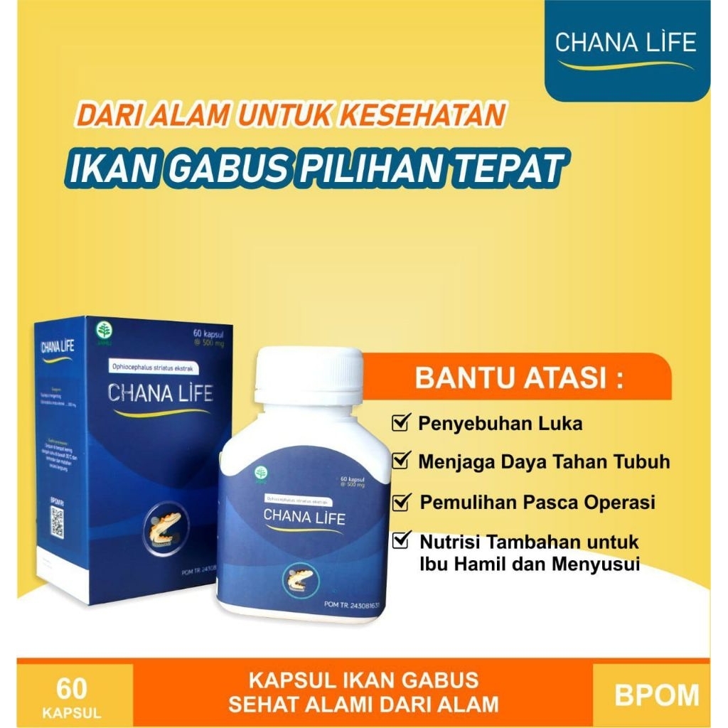 chana life kapsul ikan gabus