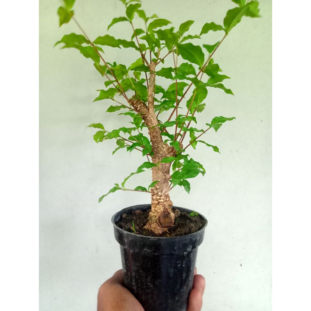 bahan bonsai sakura mikro bonggol besar montok prospek, realpict
