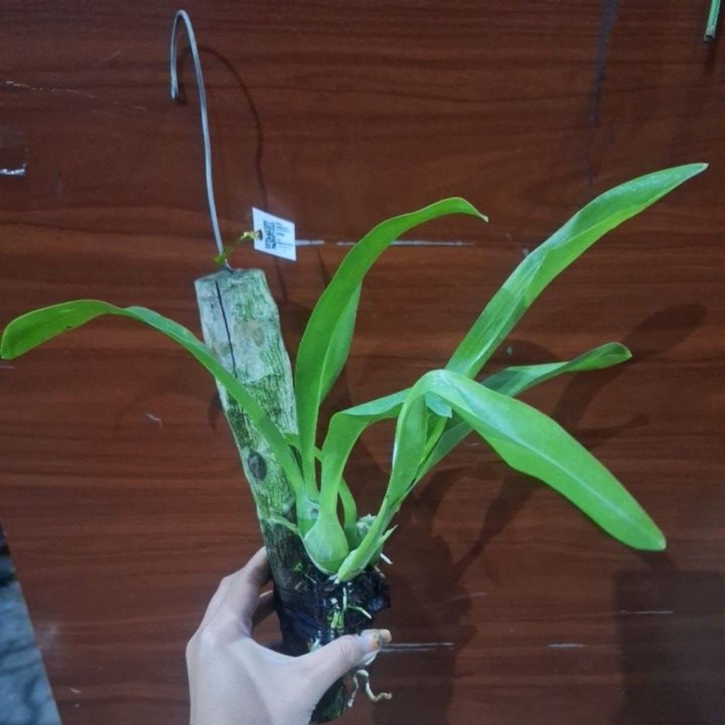 anggrek grammatophyllum remaja