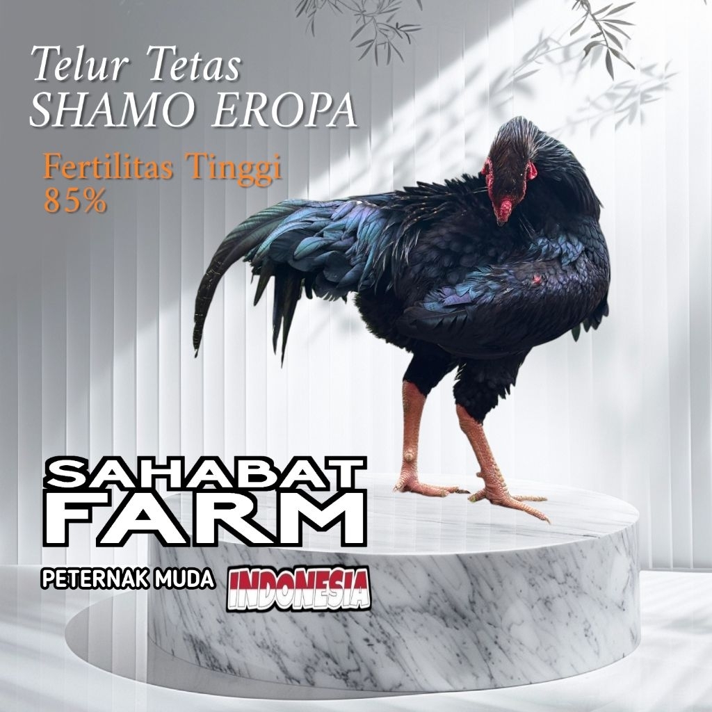 TELUR TETAS AYAM SHAMO EROPA